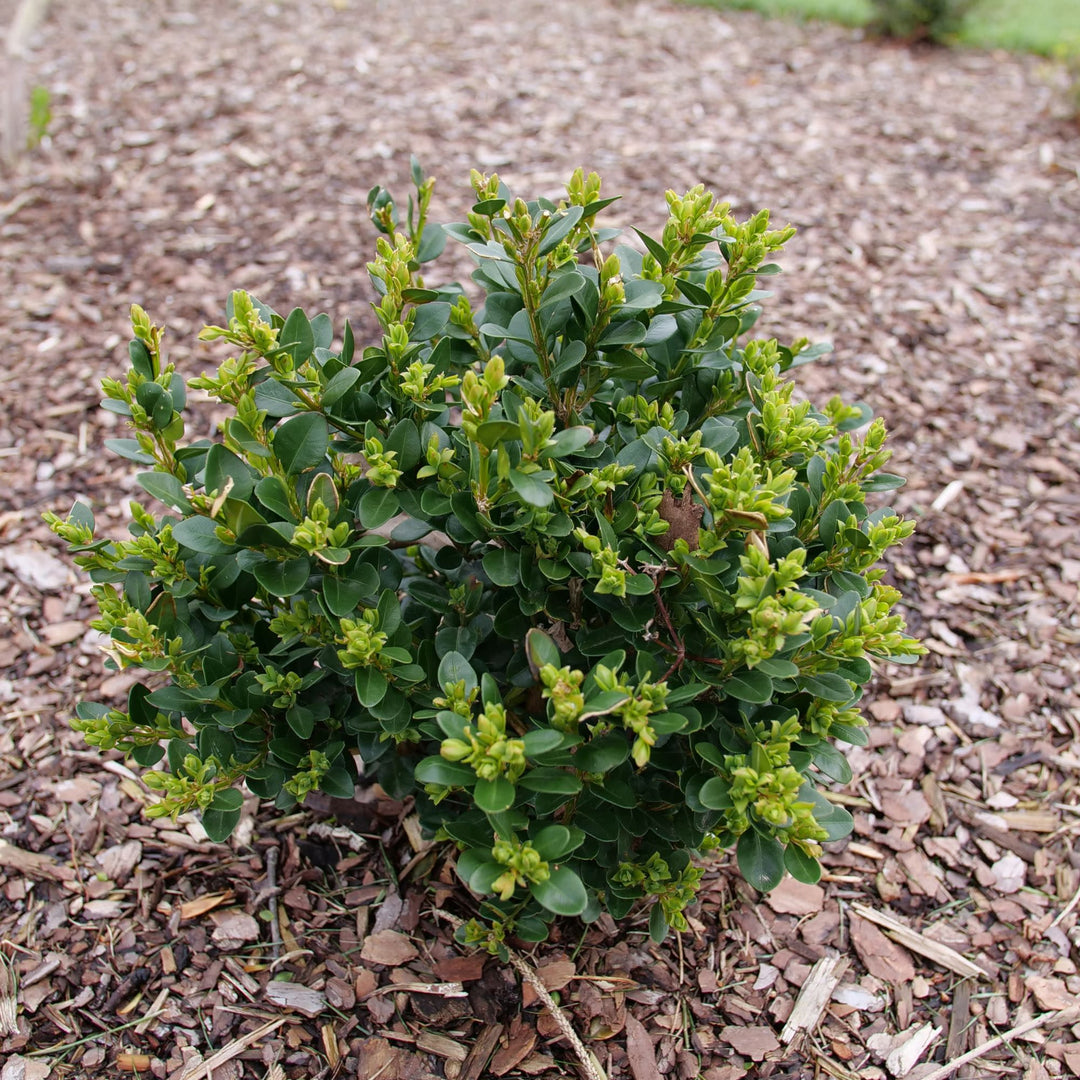 Boxwood | Neatball® | Proven Winners® Shrubs – Proven Winners Direct™