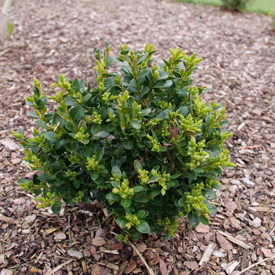 Neatball® Boxwood (Buxus microphylla)