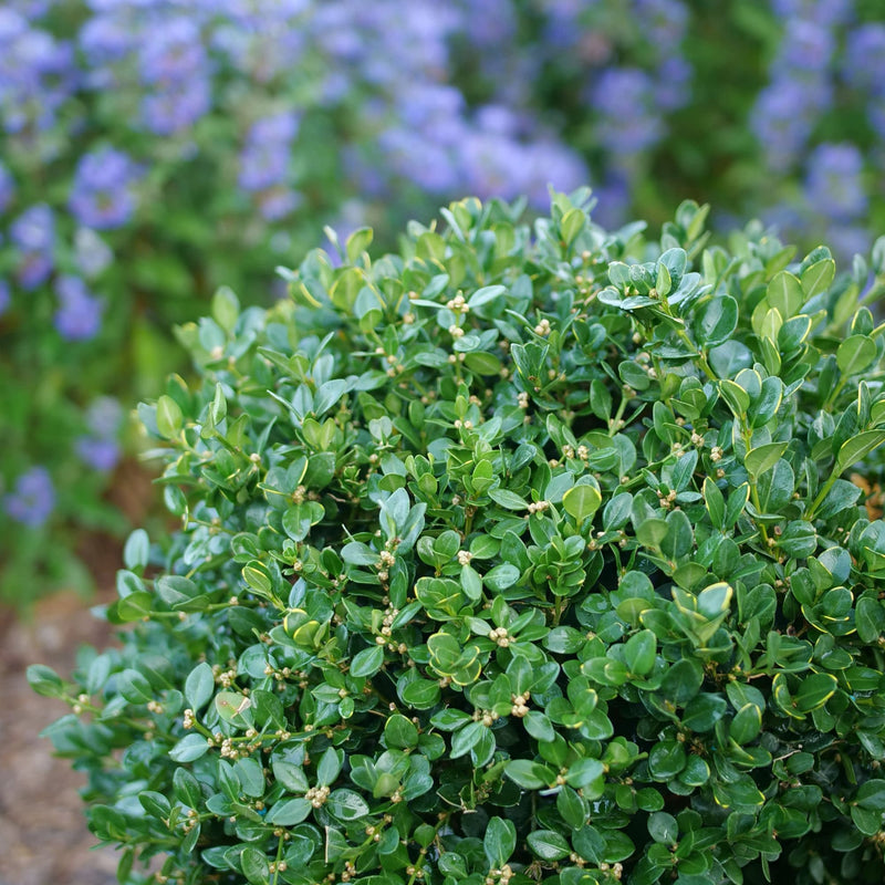 Neatball® Boxwood (Buxus microphylla)
