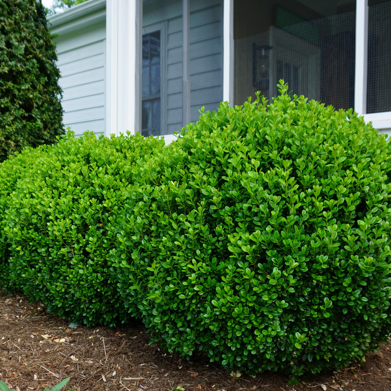 Boxwood | NewGen Freedom® | Proven Winners® Shrubs – Proven