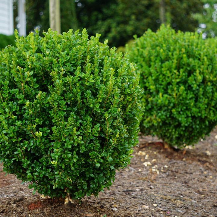 NewGen Freedom® Boxwood (Buxus)