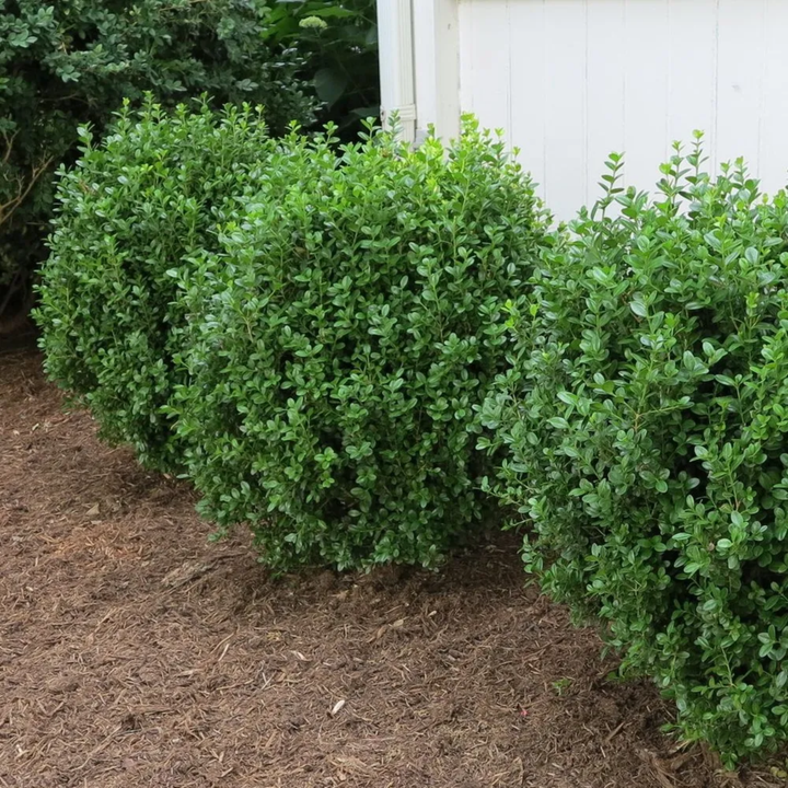 NewGen Freedom® Boxwood (Buxus)