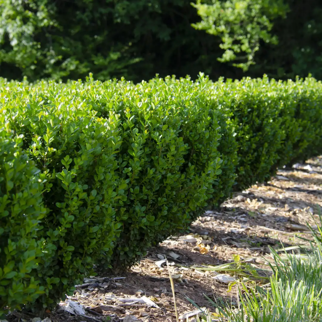 NewGen Freedom® Boxwood (Buxus)