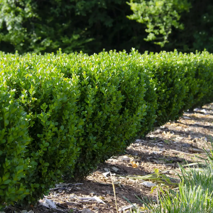 NewGen Freedom® Boxwood (Buxus)