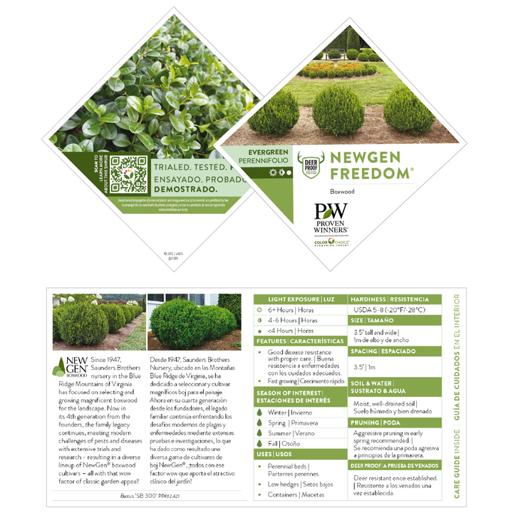 NewGen Freedom® Boxwood (Buxus)