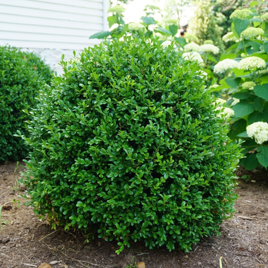NewGen Independence® Boxwood (Buxus hybrid)
