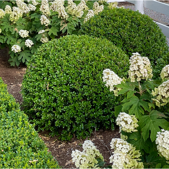 Boxwood | NewGen Independence® | Proven Winners® Shrubs – Proven