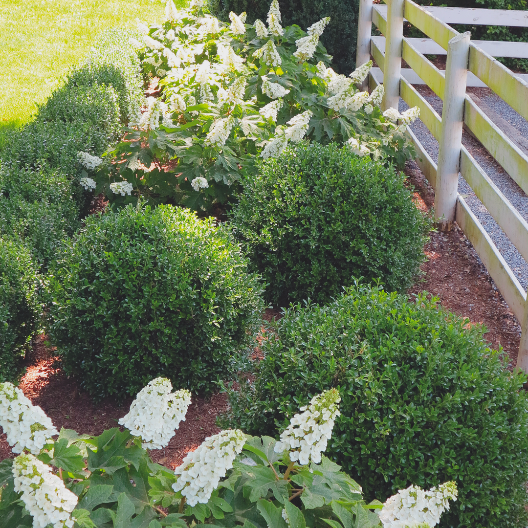 NewGen Independence® Boxwood (Buxus hybrid)