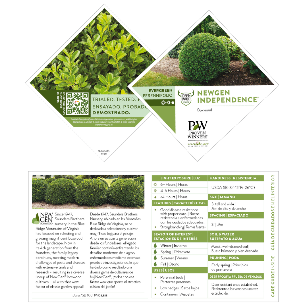 NewGen Independence® Boxwood (Buxus hybrid)