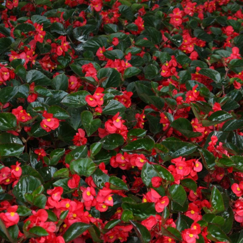 Surefire® Red Begonia (Begonia)