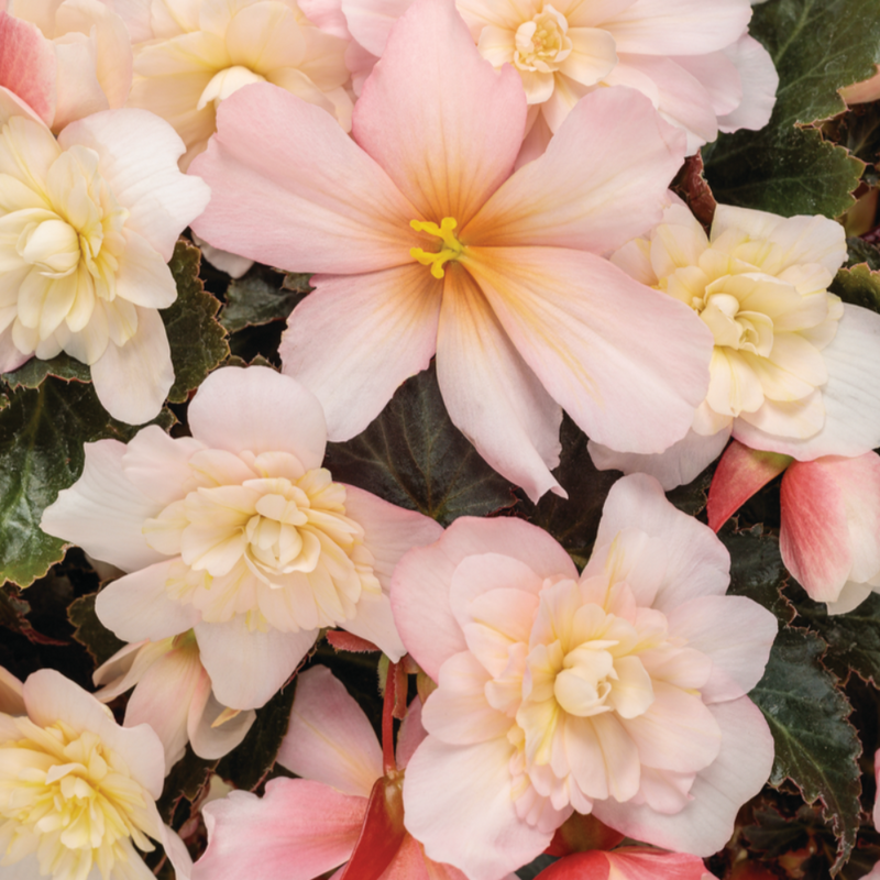 Double Delight® Appleblossom (Begonia) - New Proven Winners® Variety 2024