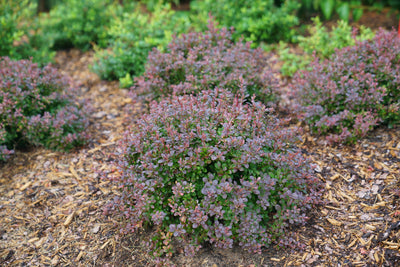 Sunjoy® Todo (Barberry hybrid)