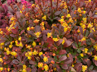 Sunjoy® Todo (Barberry hybrid)