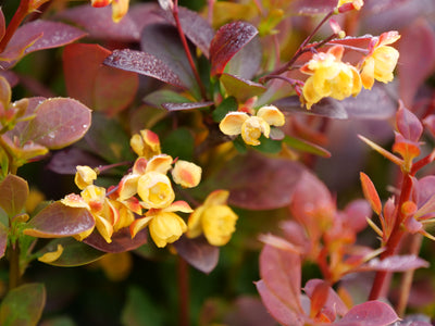 Sunjoy® Todo (Barberry hybrid)