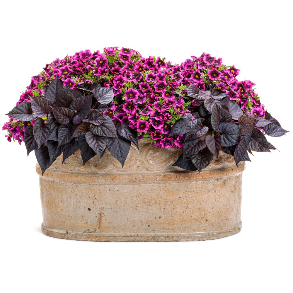 A garden combination of purple-leaved plants in a beige container, with vibrant pink flowers.