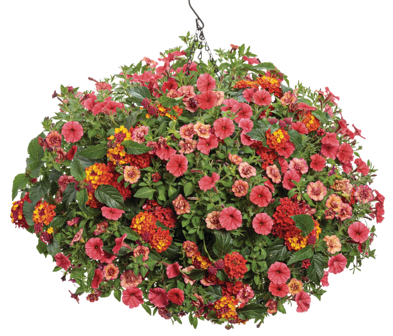 Superbells® Double Vintage Coral™ (Double Calibrachoa) - New Proven Winners® Variety 2024