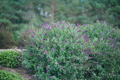 'Miss Violet' Butterfly Bush (Buddleia hybrid)