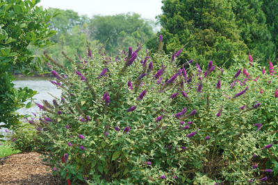 'Miss Violet' Butterfly Bush (Buddleia hybrid)