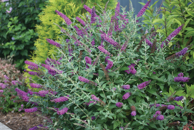 'Miss Violet' Butterfly Bush (Buddleia hybrid)