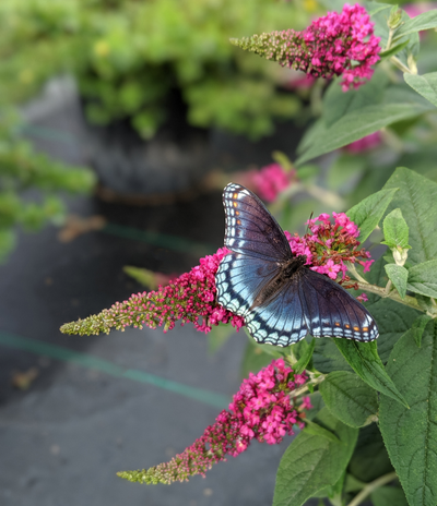 Lo & Behold® 'Ruby Chip' Butterfly Bush (Buddleia hybrid)