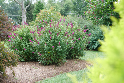 'Miss Molly' Butterfly Bush (Buddleia hybrid)