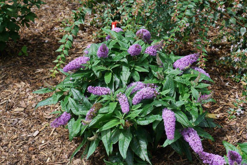 Pugster® Amethyst Butterfly Bush (Buddleia hybrid)