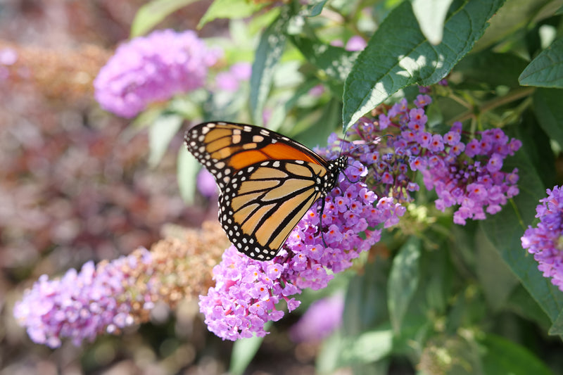 Pugster® Amethyst Butterfly Bush (Buddleia hybrid)