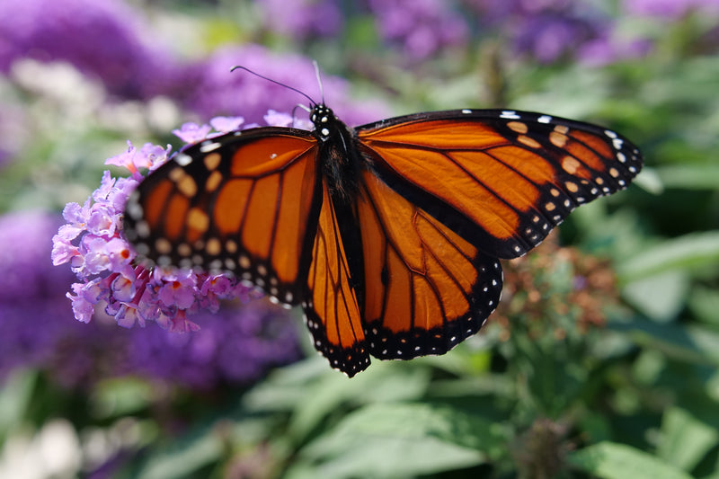 Pugster® Amethyst Butterfly Bush (Buddleia hybrid)