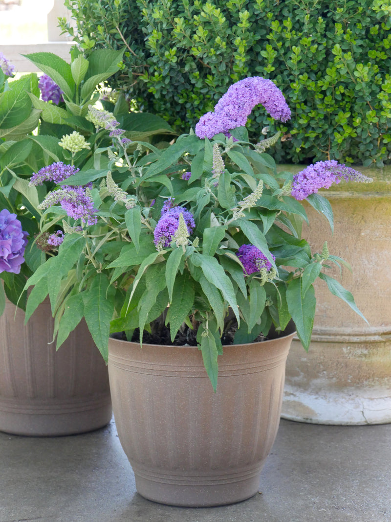 Pugster® Amethyst Butterfly Bush (Buddleia hybrid)