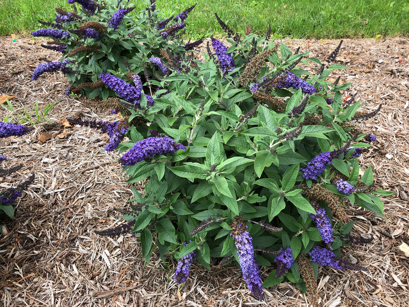 Pugster Blue® Butterfly Bush (Buddleia hybrid)