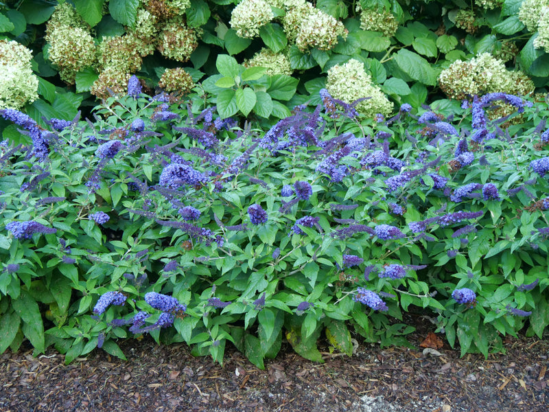 Pugster Blue® Butterfly Bush (Buddleia hybrid)