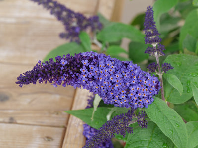 Pugster Blue® Butterfly Bush (Buddleia hybrid)