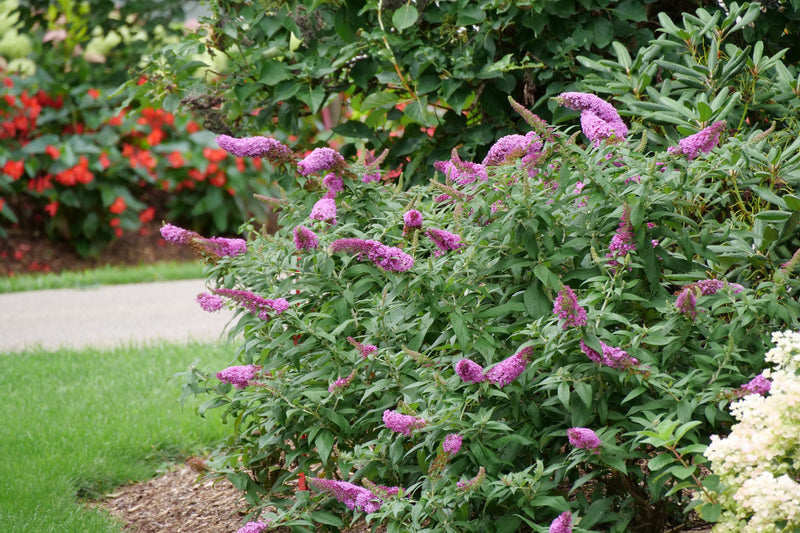 Pugster® Pinker™ Butterfly Bush (Buddleia hybrid)