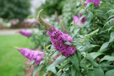 Pugster® Pinker™ Butterfly Bush (Buddleia hybrid)