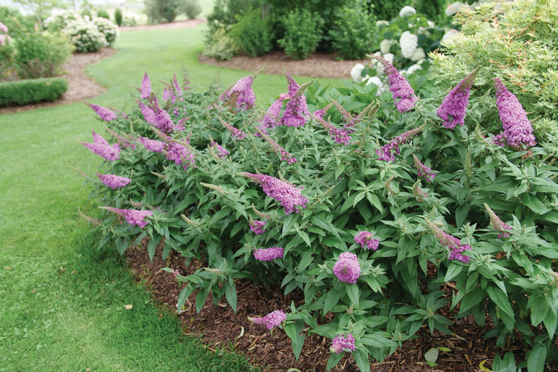 Pugster® Pinker™ Butterfly Bush (Buddleia hybrid)