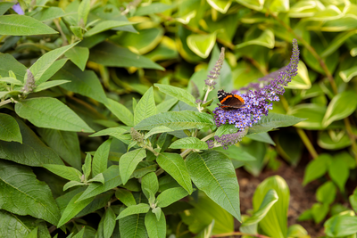 Pugster Blue® Butterfly Bush (Buddleia hybrid)