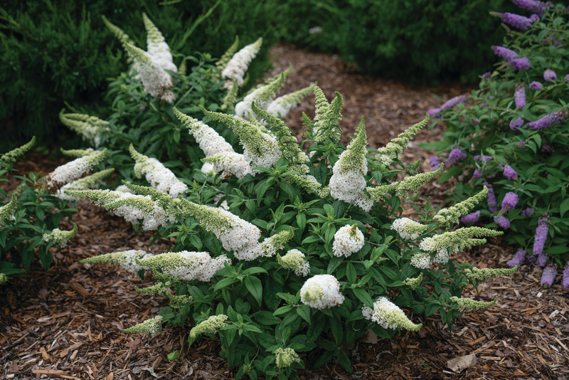 Pugster White® Butterfly Bush (Buddleia hybrid)