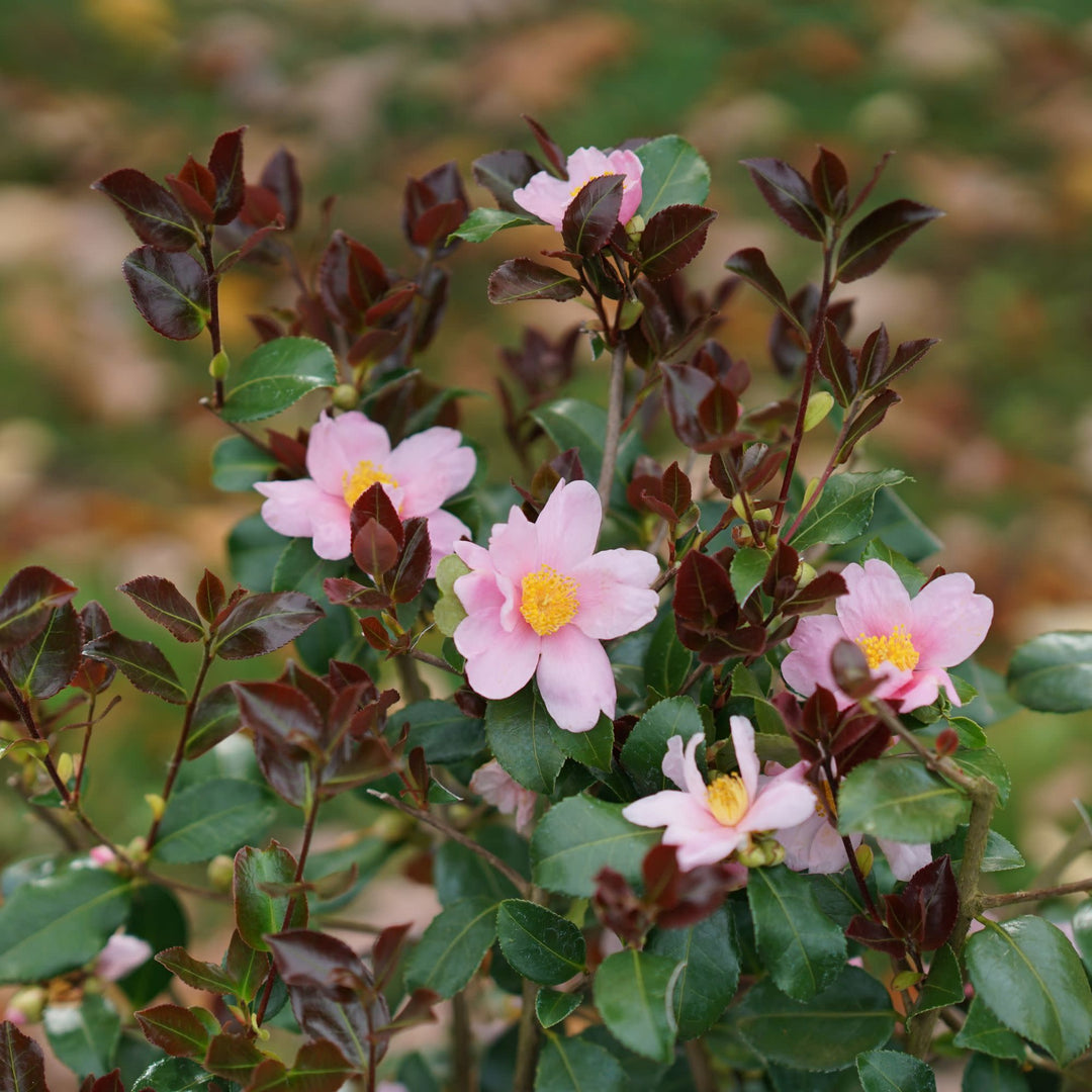 フランシュリッペ 大きめ yukiemonフラワー Flower FL5 Camellia | Just Chill Red Tip™ | Proven Winners® Shrubs – Proven