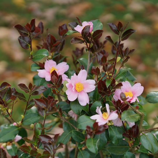 Just Chill Red Tip™ (Camellia x)