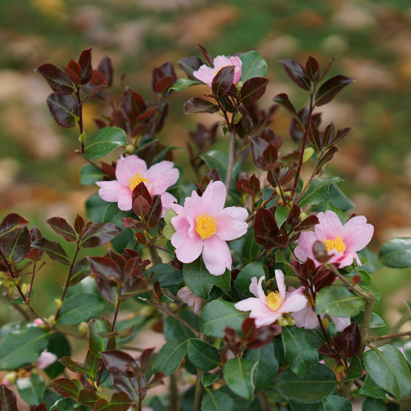Camellia | Just Chill Red Tip™ | Proven Winners® Shrubs – Proven