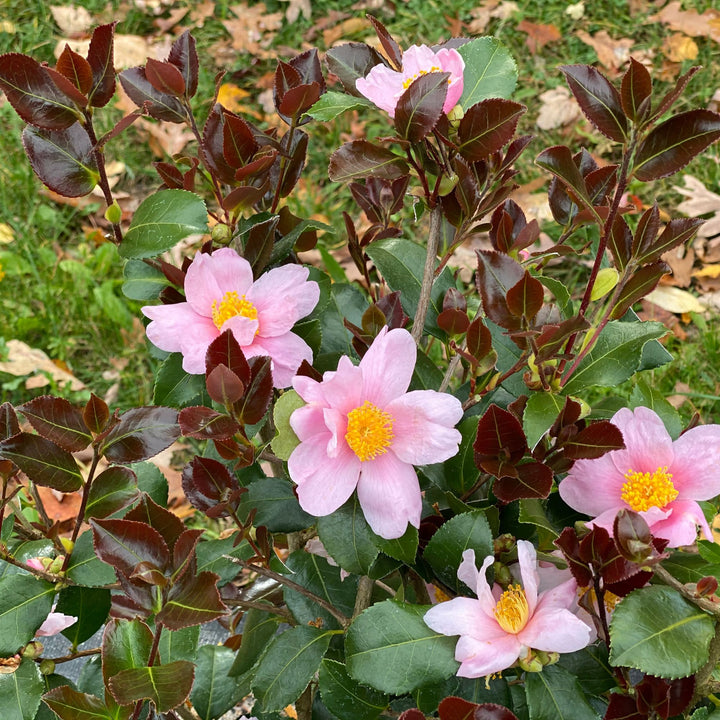Just Chill Red Tip™ (Camellia x)