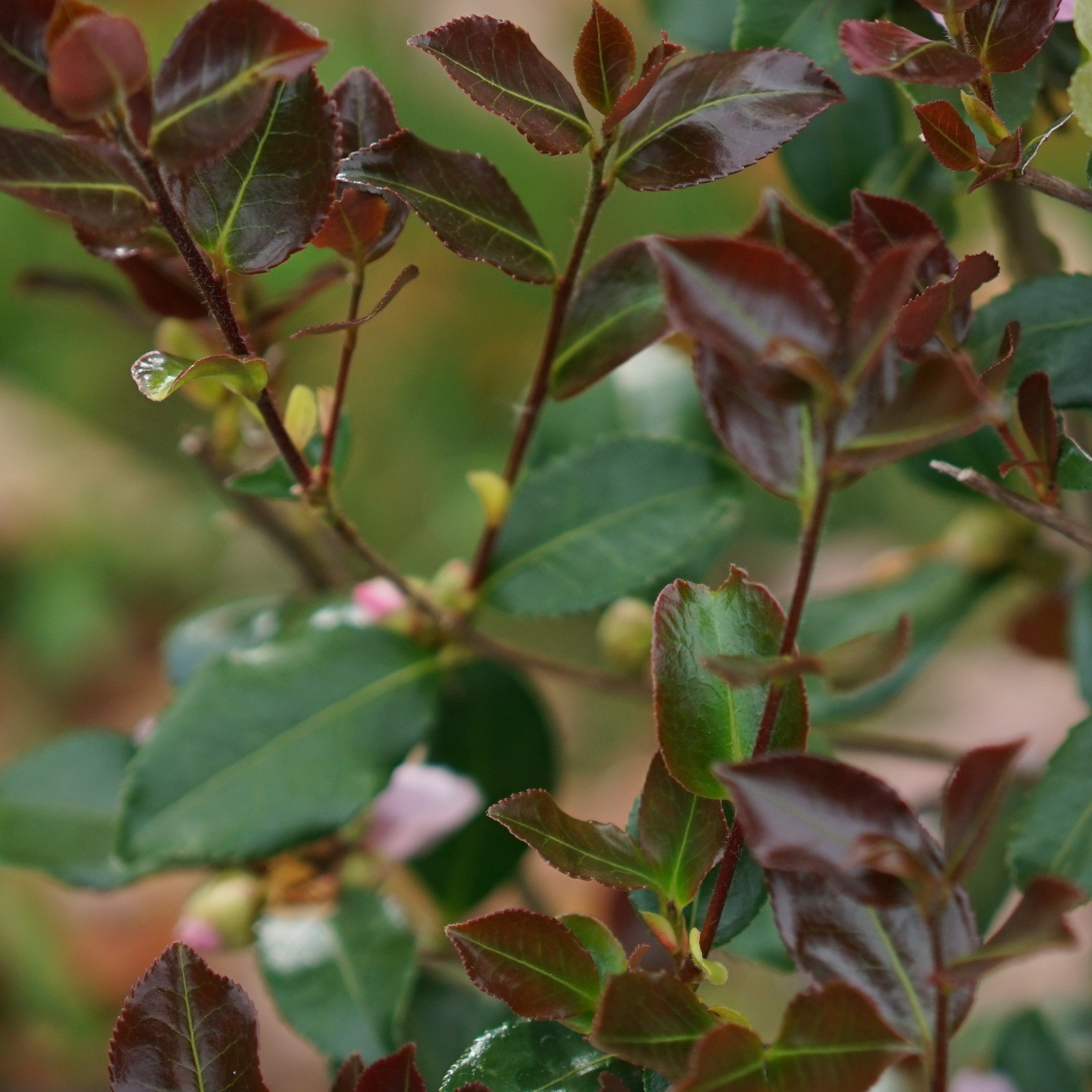 Camellia | Just Chill Red Tip™ | Proven Winners® Shrubs – Proven