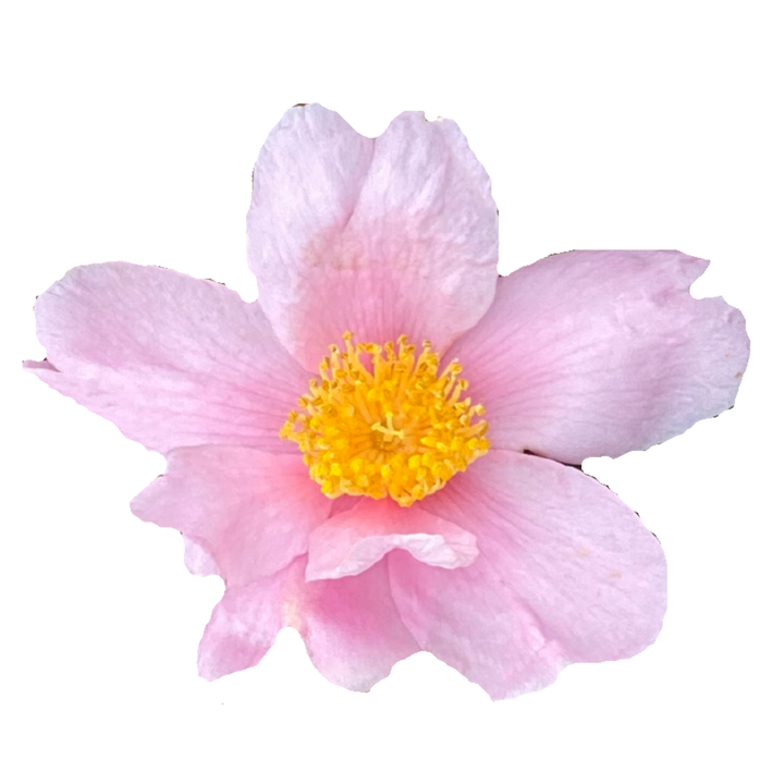 Just Chill Red Tip™ (Camellia x)