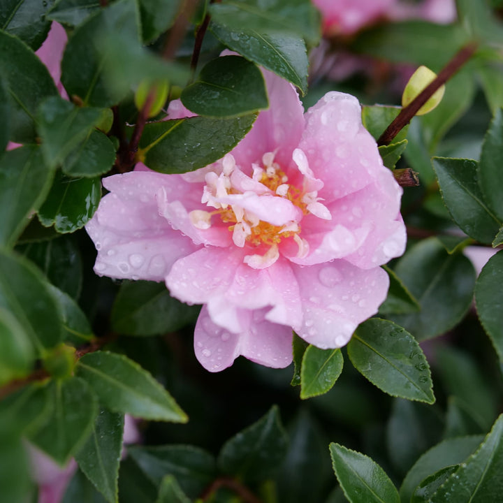 Camellia | Just Chill® Double Pink | Proven Winners® Shrubs