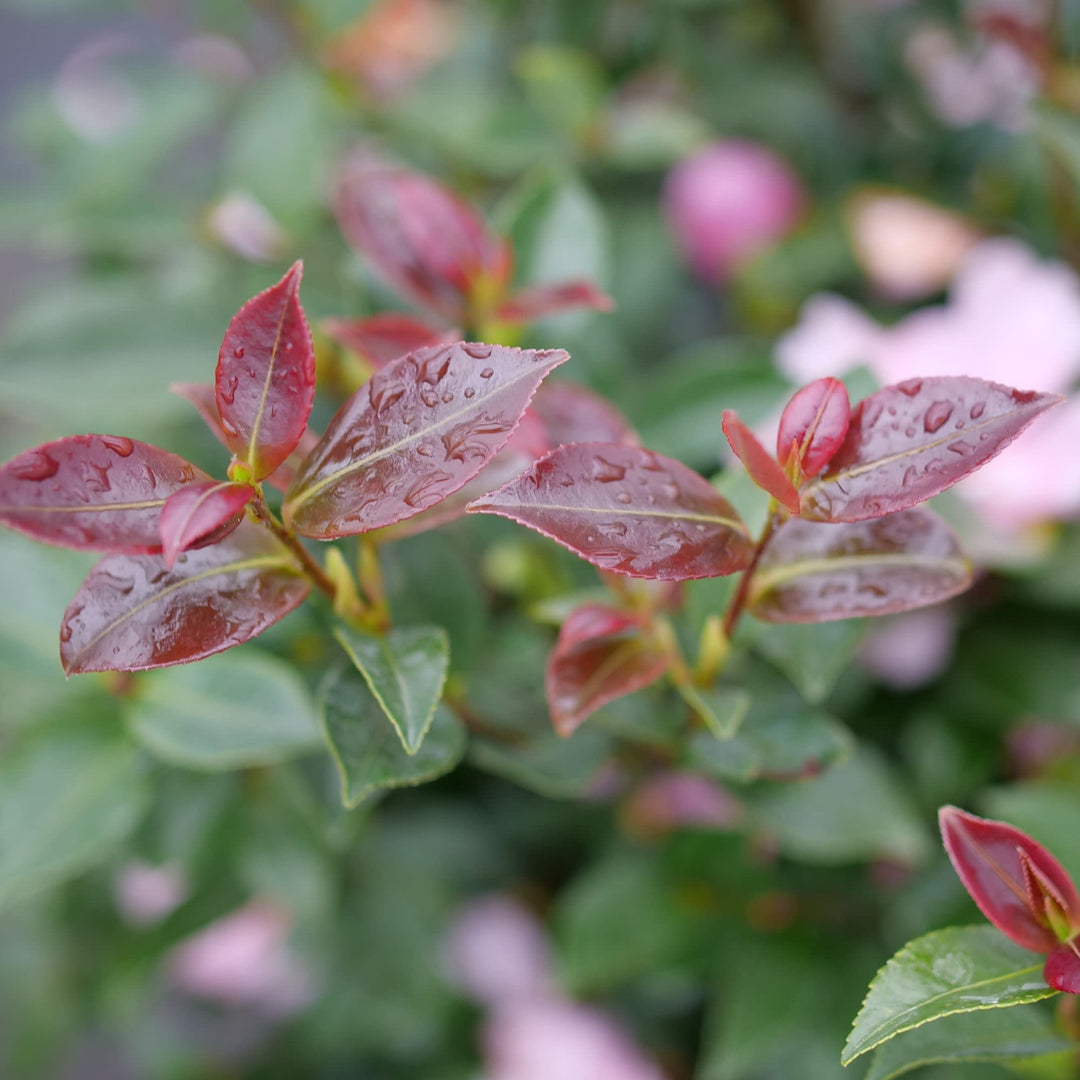 Just Chill® Double Pink (Camellia x)