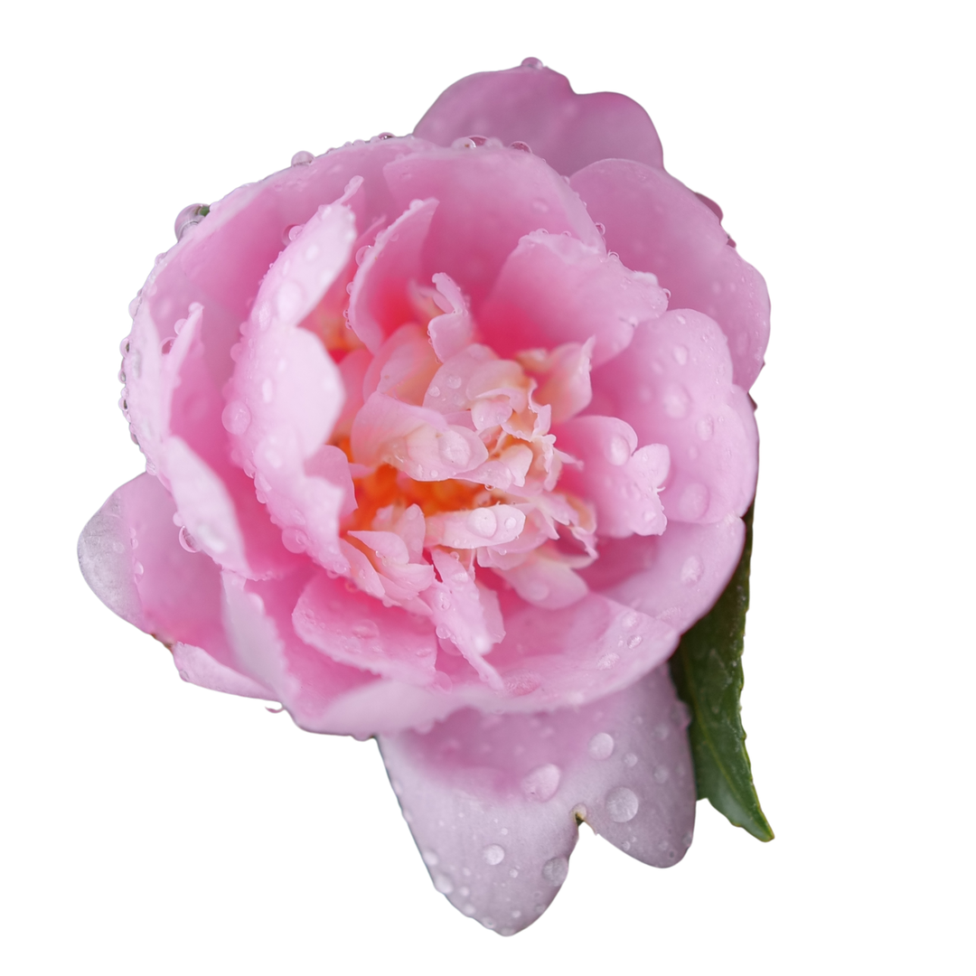 Camellia | Just Chill® Double Pink | Proven Winners® Shrubs