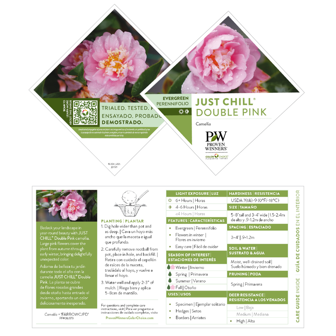 Camellia | Just Chill® Double Pink | Proven Winners® Shrubs