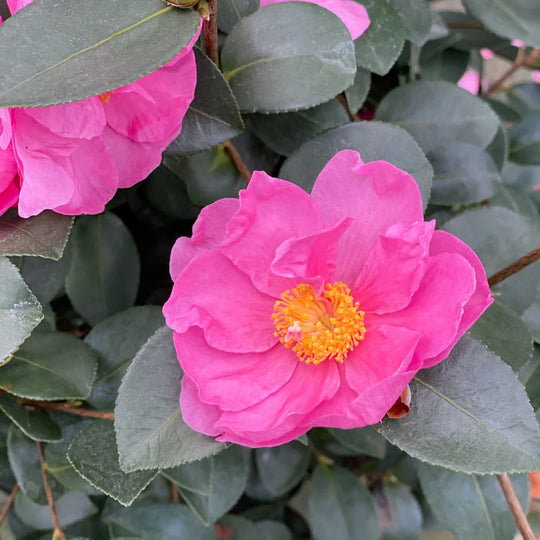Just Chill® Double Mauve (Camellia x)