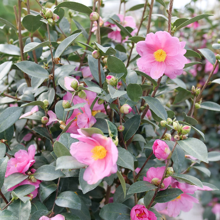 Camellia | Just Chill® Double Mauve | Proven Winners® Shrubs