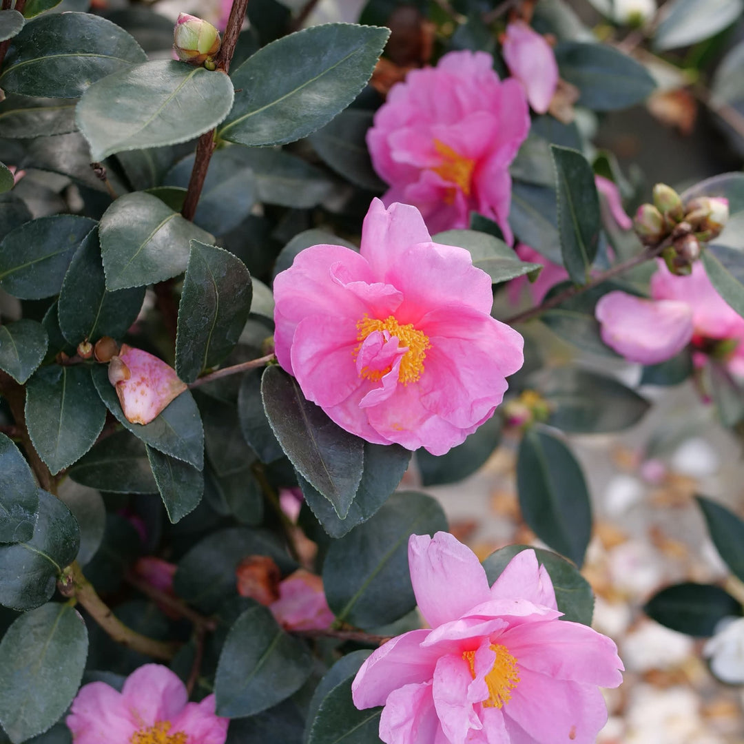 Just Chill® Double Mauve (Camellia x)